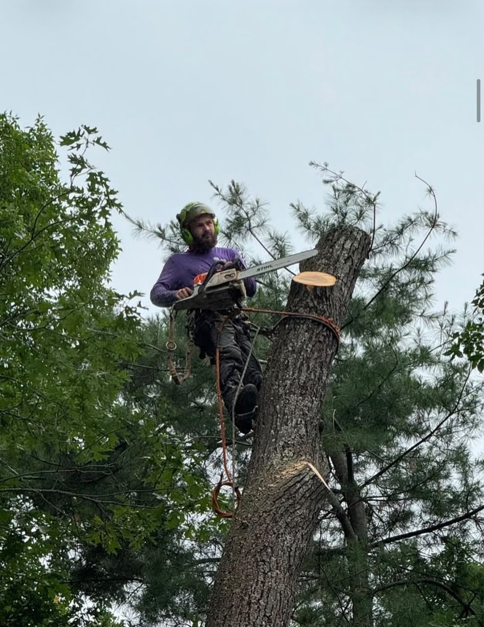 Tree service in Stoughton, MA