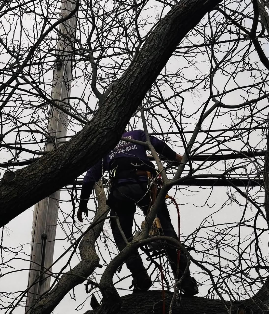 Tree removal equipment