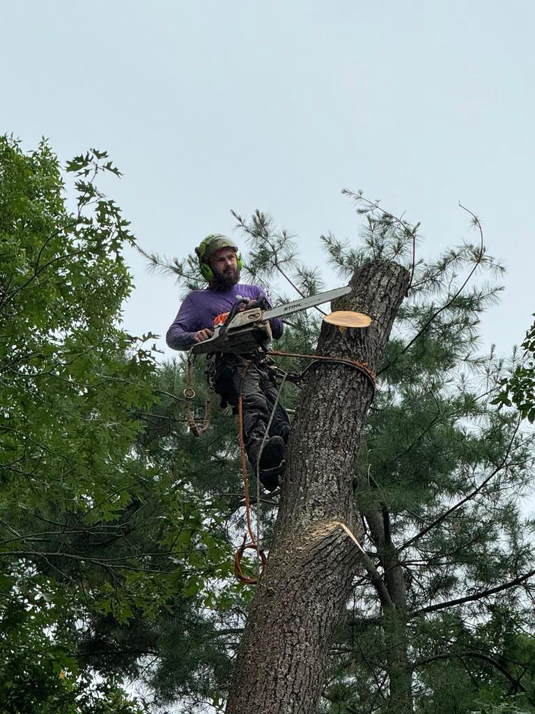 Professional tree pruning service