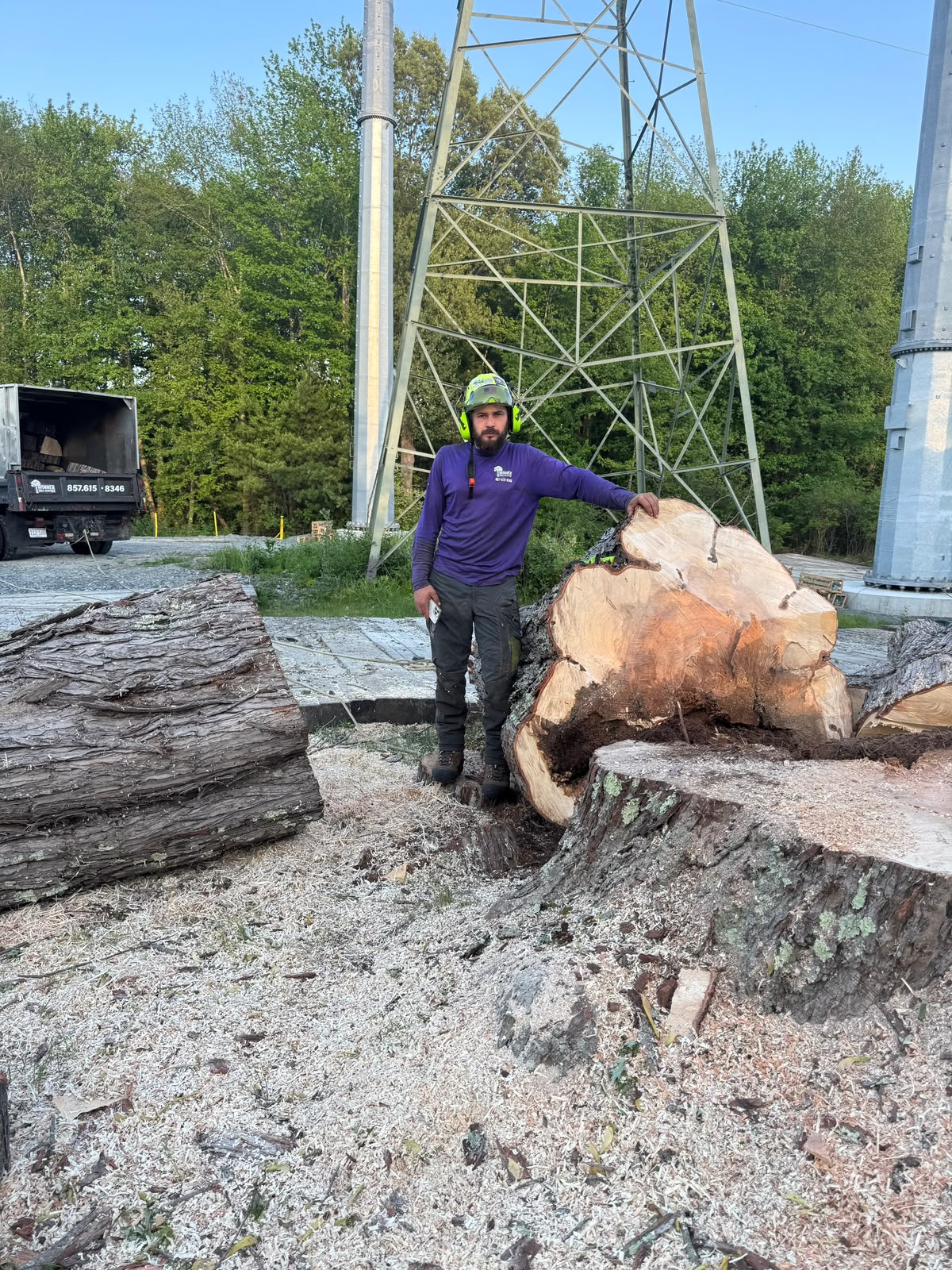 Winner Tree Service crew at work in Stoughton, MA