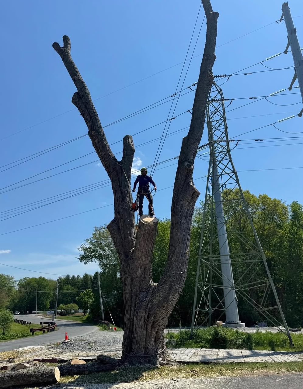 Winner Tree Service completed project
