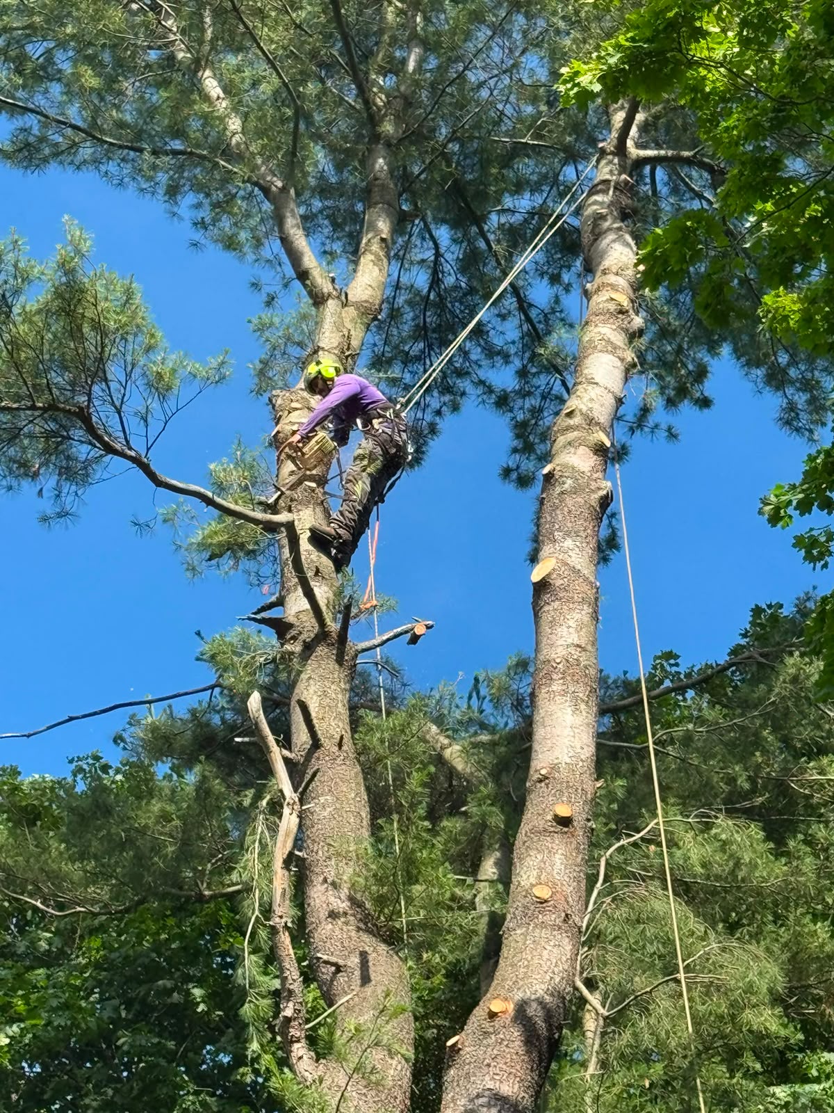 Winner Tree Service project