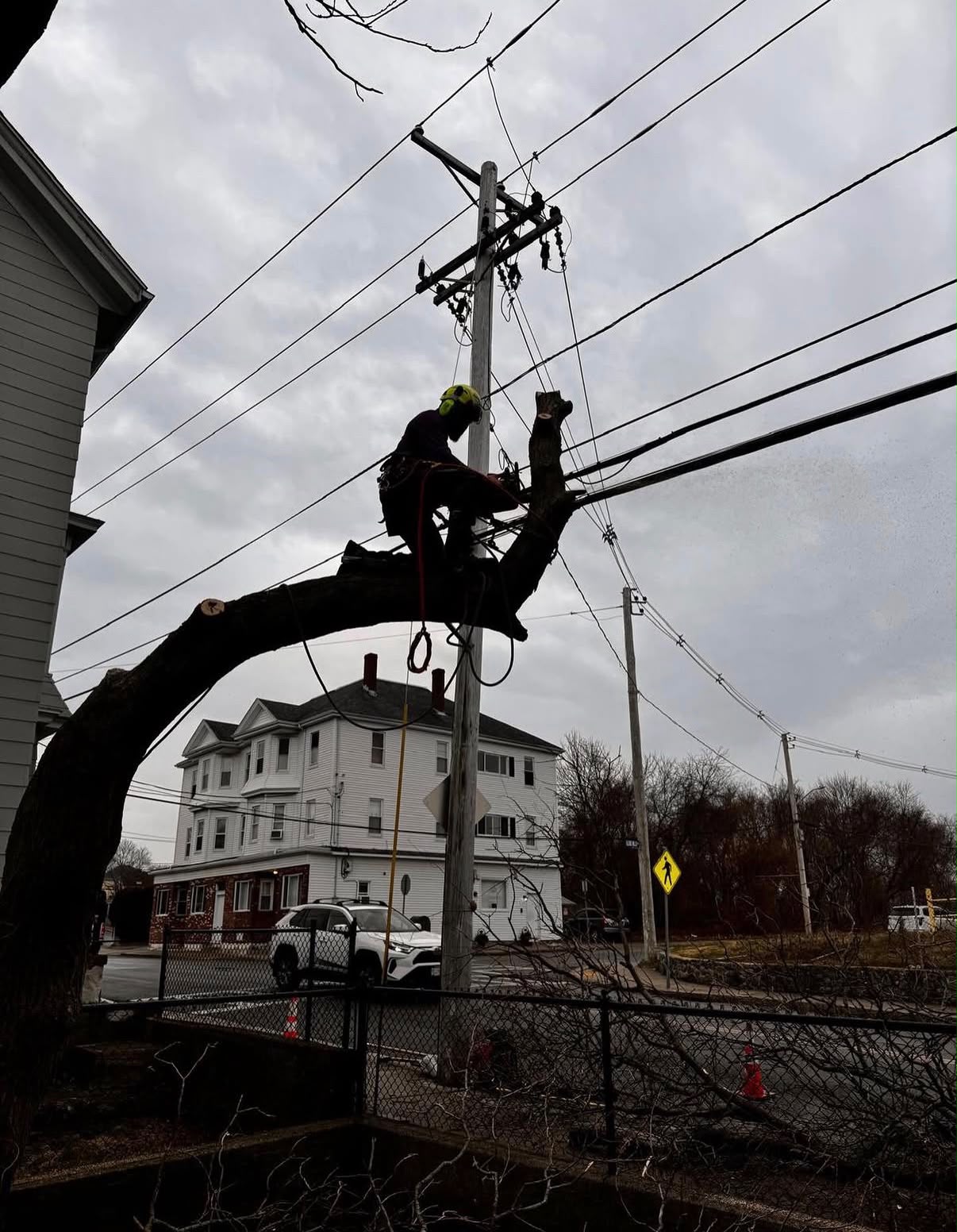 Commercial property tree work