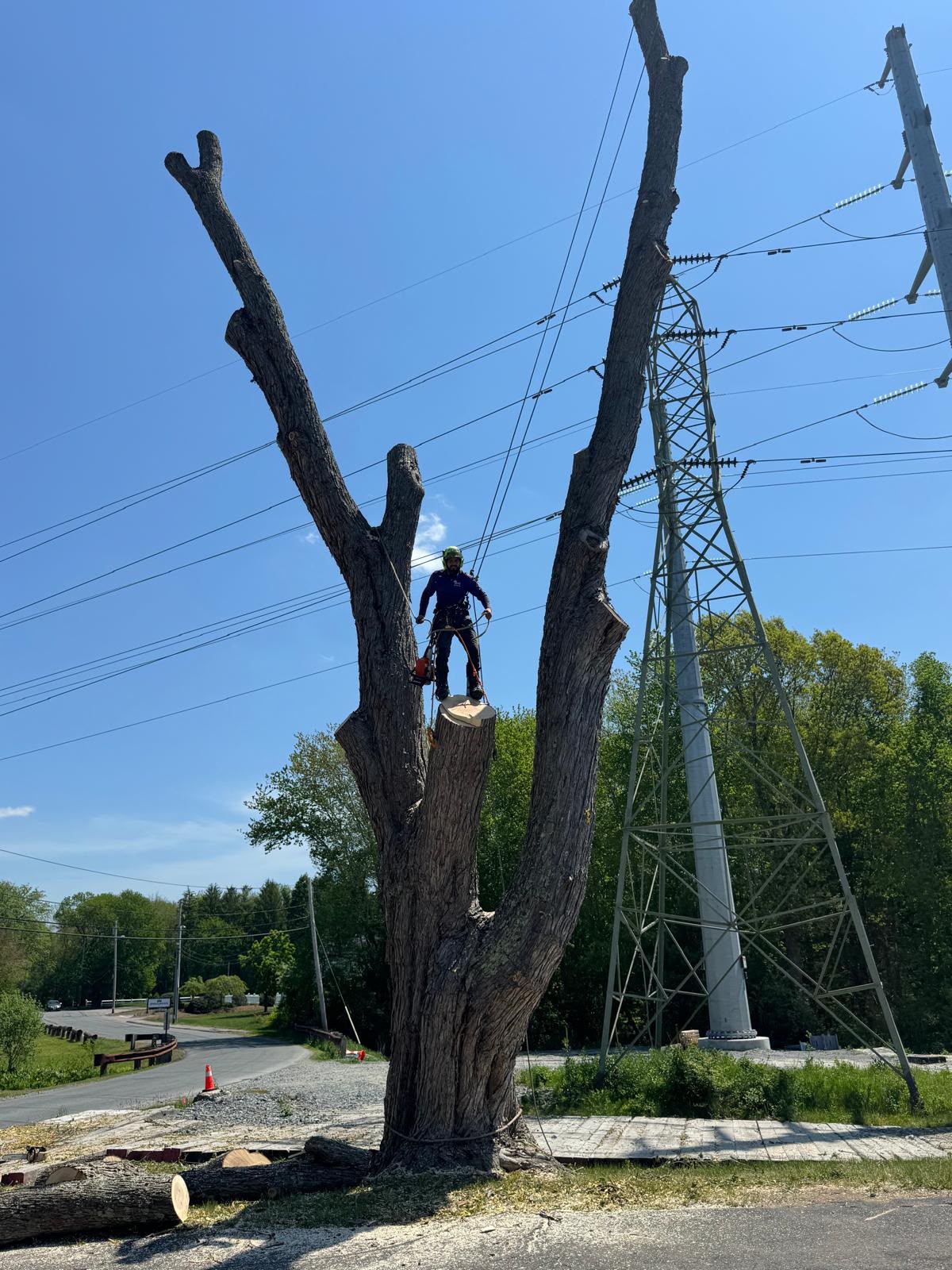 Emergency tree removal