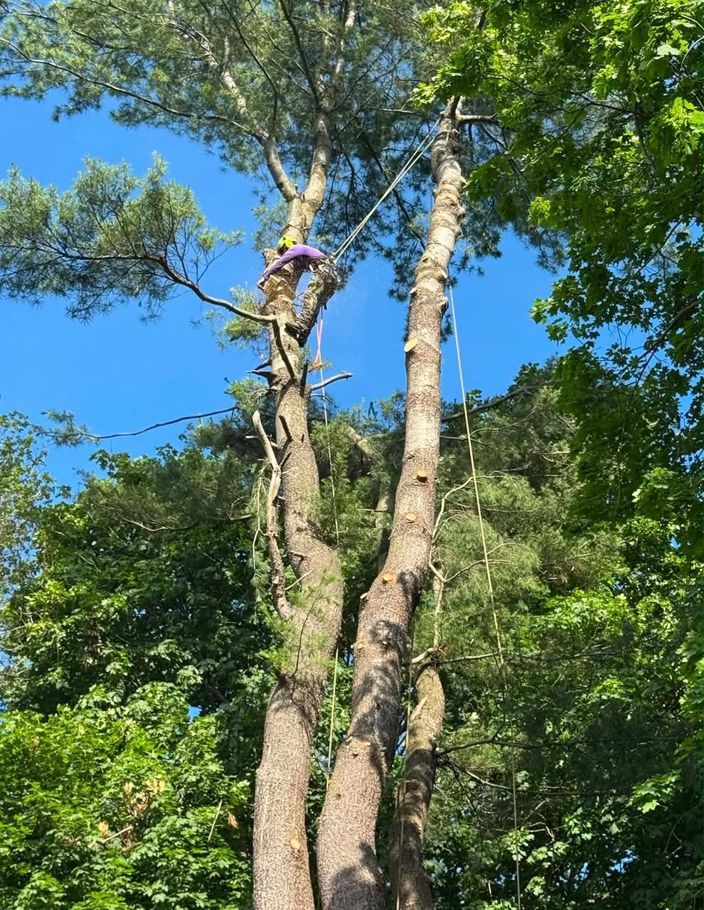 Land clearing project